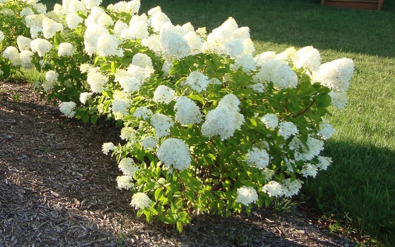 Hydrangea () pan. Little Lime C5 - 5,57