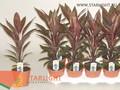 Кордилина Танго (45) 345.00