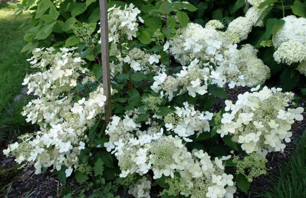 Hydrangea () pan. Brussels Lace P19/C3 30-40 CM - 8,3