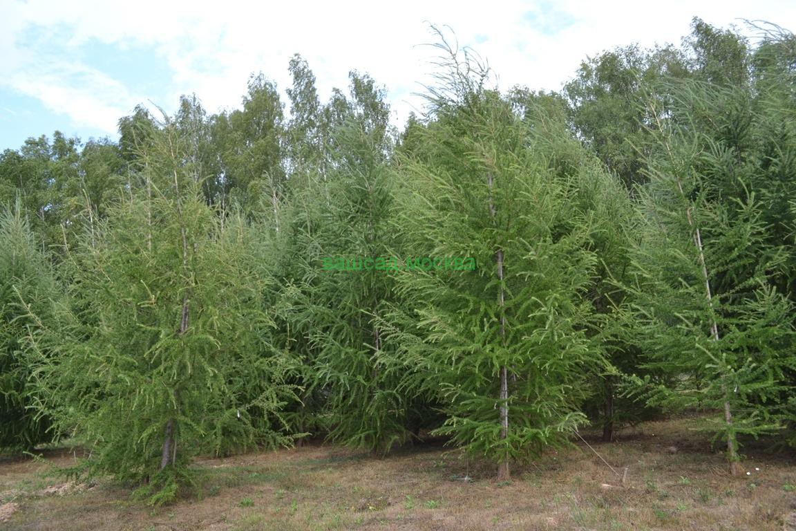 Larix () decidua - 17,03