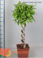 Фикус бендж Экзотика (150) 6 995.00