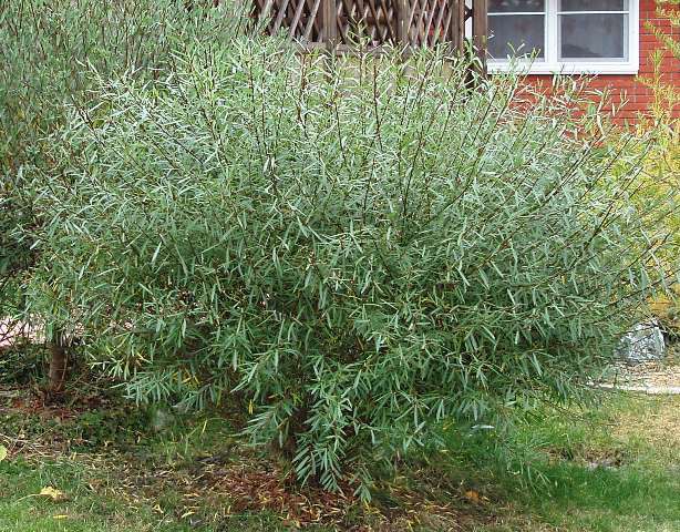 Salix () purpurea Nana - 2,52