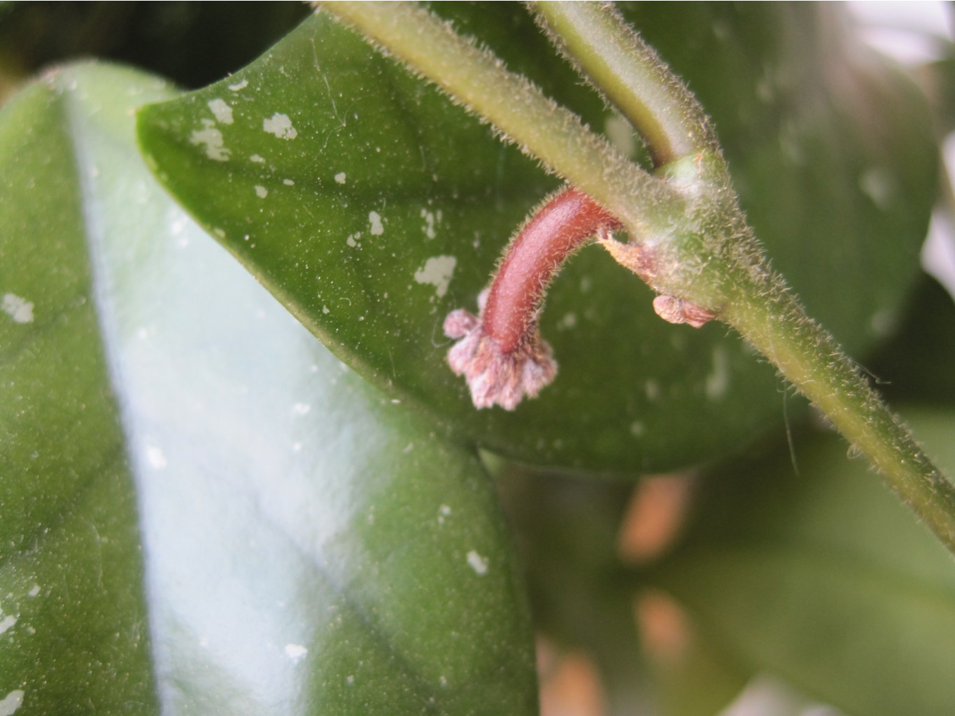 Hoya carnosa