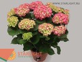 Гортензия Шоне Баутзнерин (70) 4 995.00