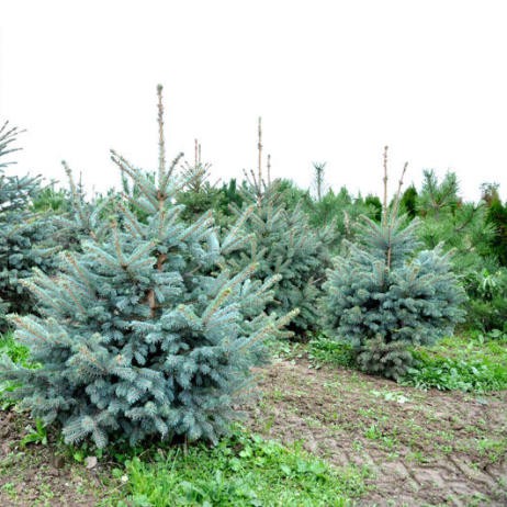 Picea () pungens - 4,48