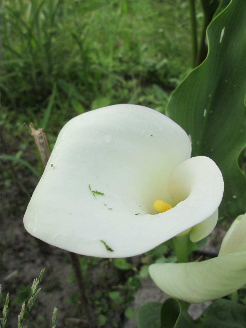 IMG 4415.JPG