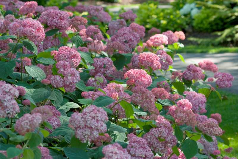 Hydrangea () arb. Pink Pincushion P19/C3 30-40 CM - 5,4