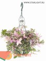 Традесканция Куадриколор (60) 795.00