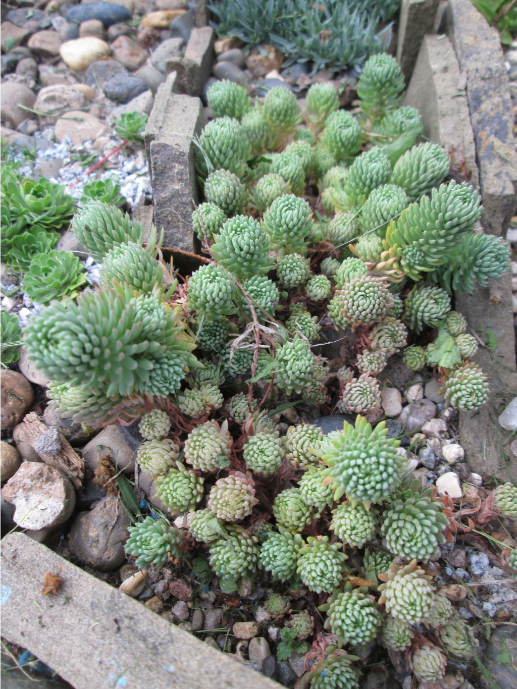 IMG 4423.JPG