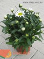 Леукантемум Супербум (40) 295.00