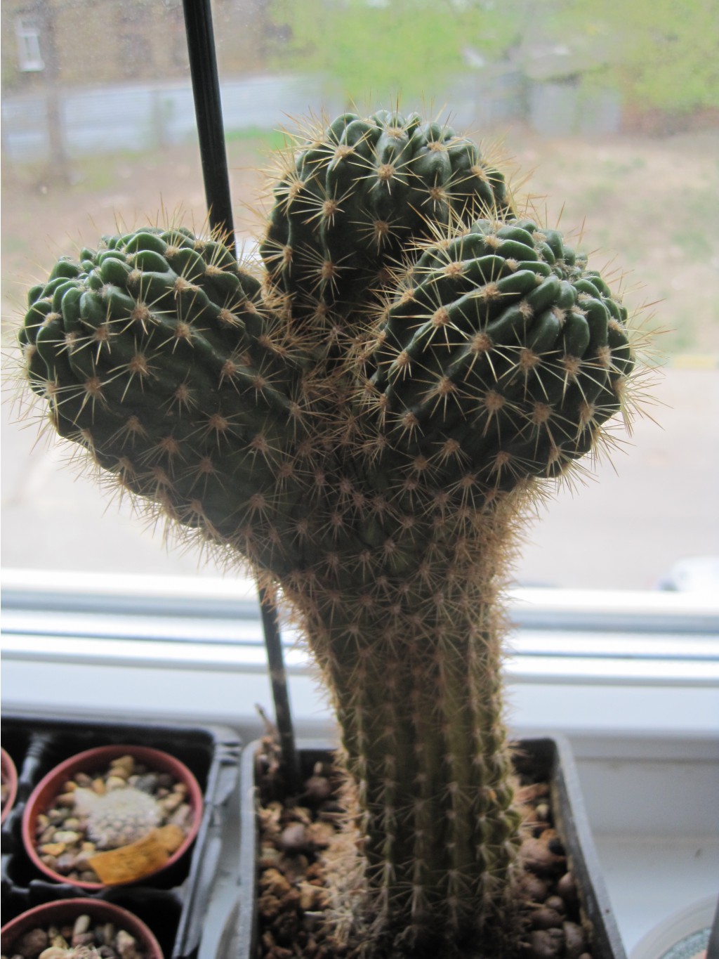 Echinopsis kermesina