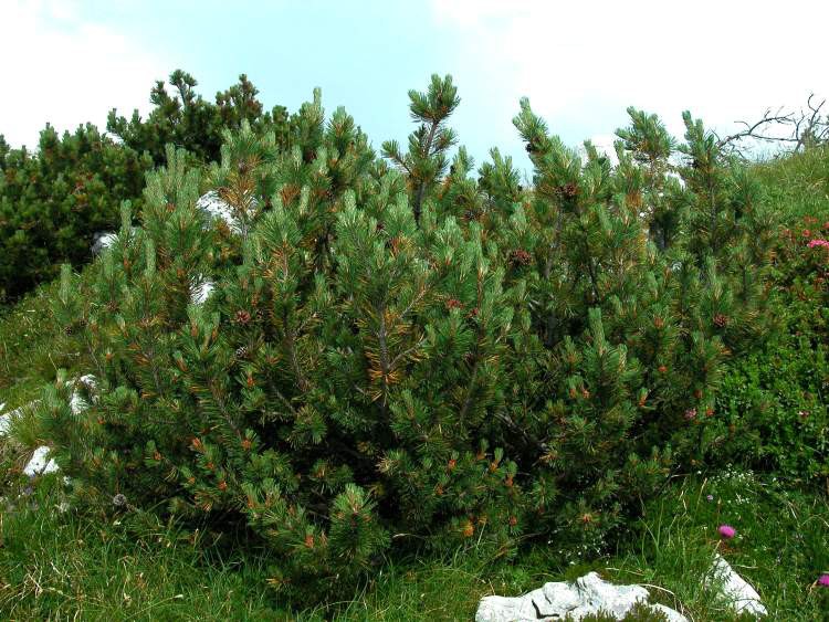 Pinus () mugo subsp. mugo -3,08