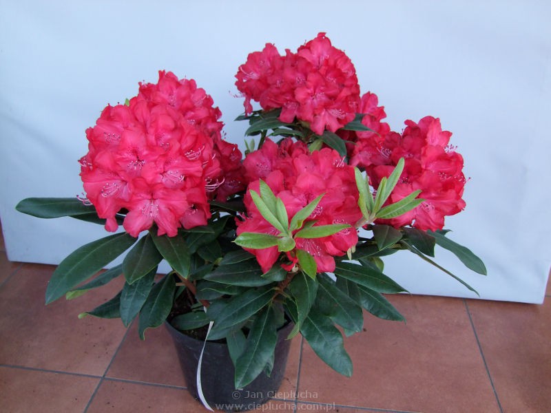 Rhododendron (-) hubr. Wladyslaw Jagietto / Royal Red - 13,15