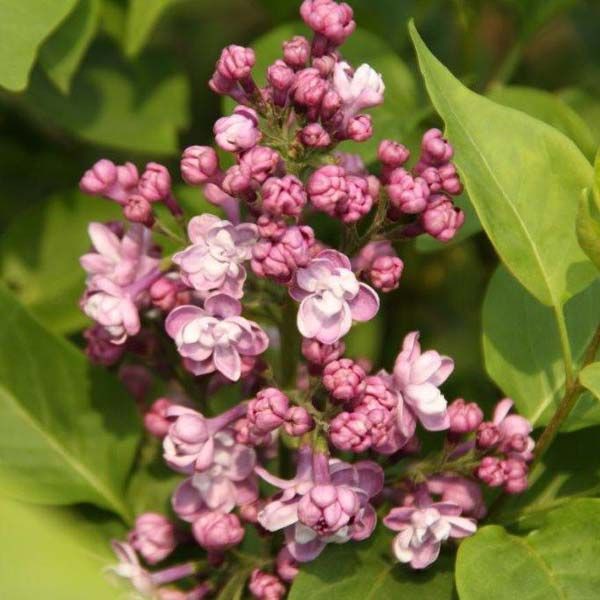 Syringa () vulg. Pavlinka - 7,8