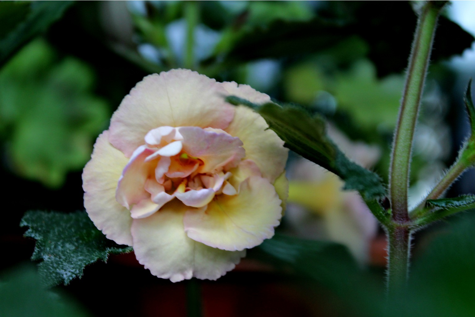 Yellow english rose.jpg