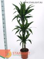 Драцена Джанет Крейг (150) 3 550.00