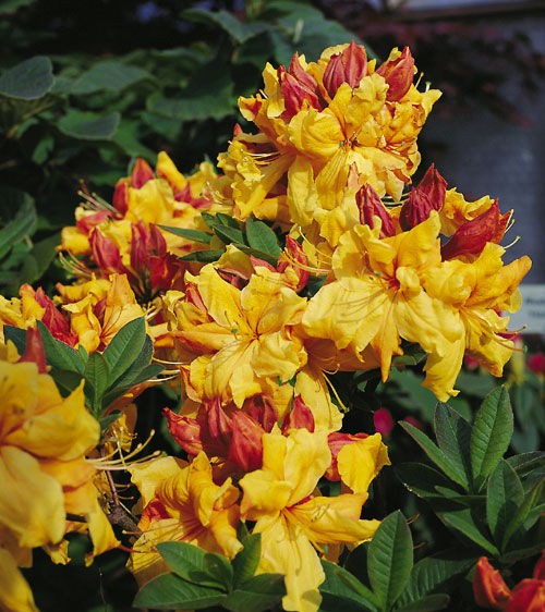 Rhododendron () Sunte Nectarine - 10,96