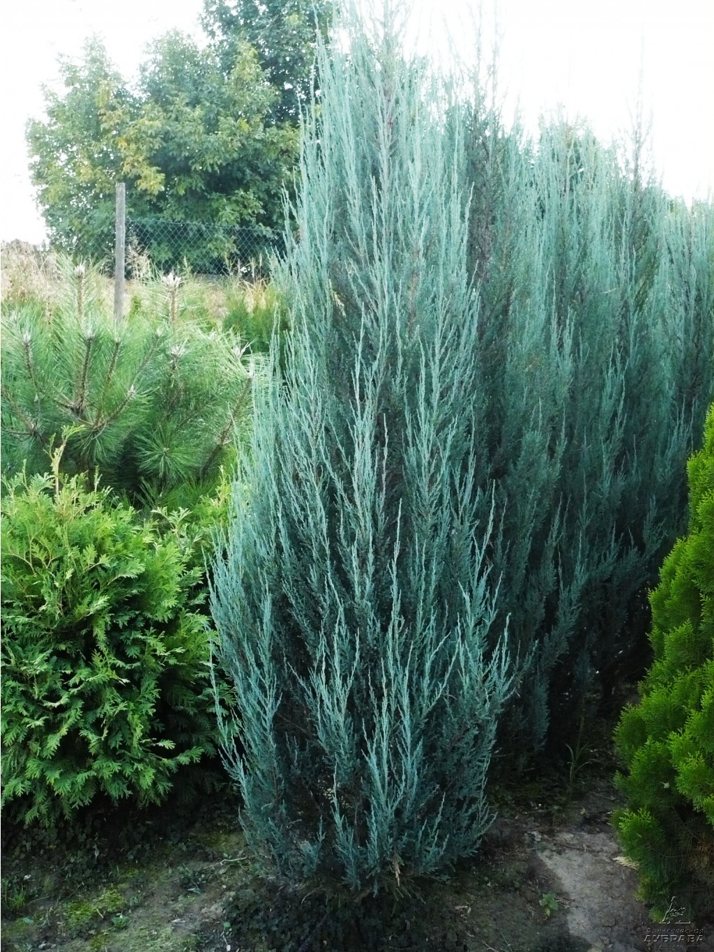 Juniperus (-) scopulorum Blue Arrow - 2,52