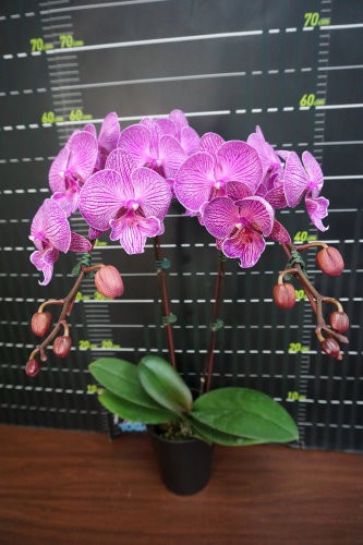 A. Dtps. Miki Angel (MXS041) 1,7 