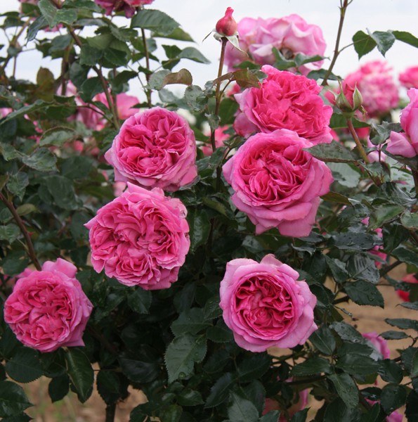 Rosa () Bernadette Lafont C5 - 9,04