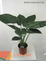 Алоказия Венти (90) 1 295.00