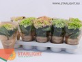 Гортензия (20) 495.00