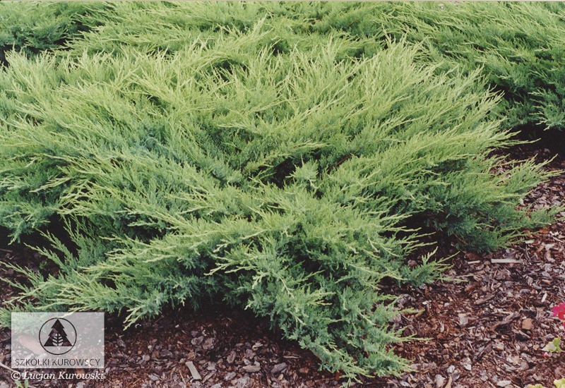 Juniperus (-) sabina Glauca - 10,02