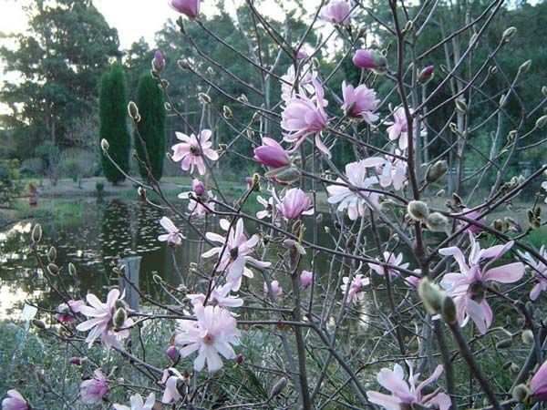 Magnolia () stellata Rosea C5 :120-140 - 16,8