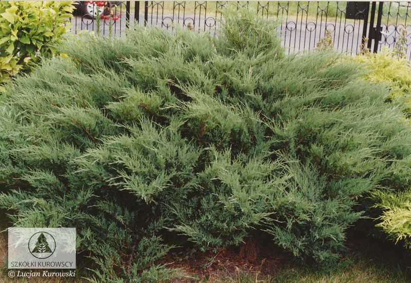 Juniperus (-) sabina Mas - 8,68