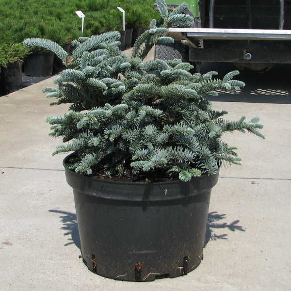 Abies () procera Glauca - 18,9