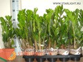 Замиокулькас (45) 250.00