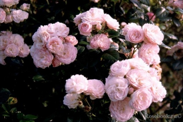 Rosa () Bouquet Parfait C5 - 9,0