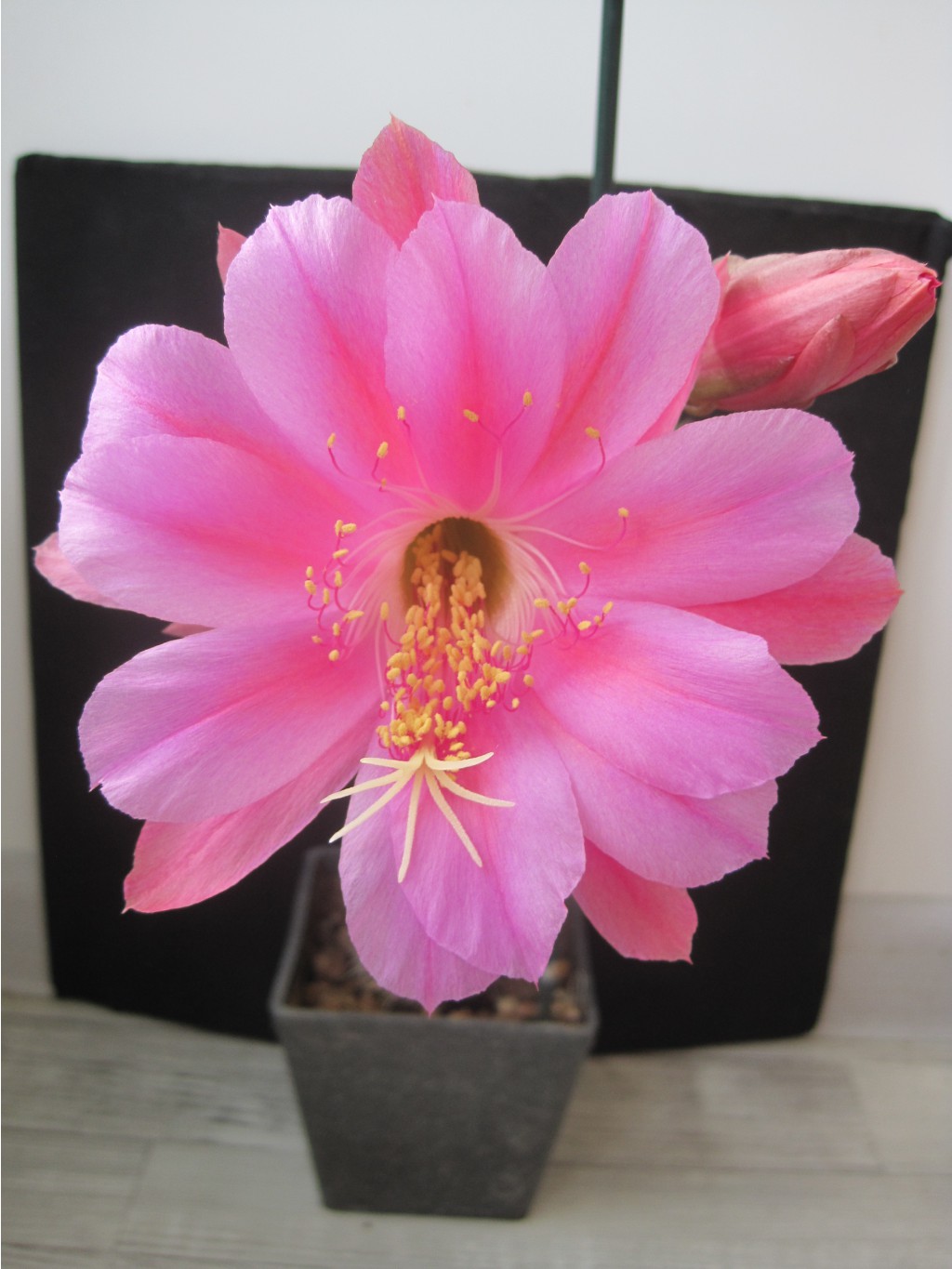 Echinopsis kermesina