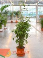 Драцена Суркулоса (140) 7 995.00