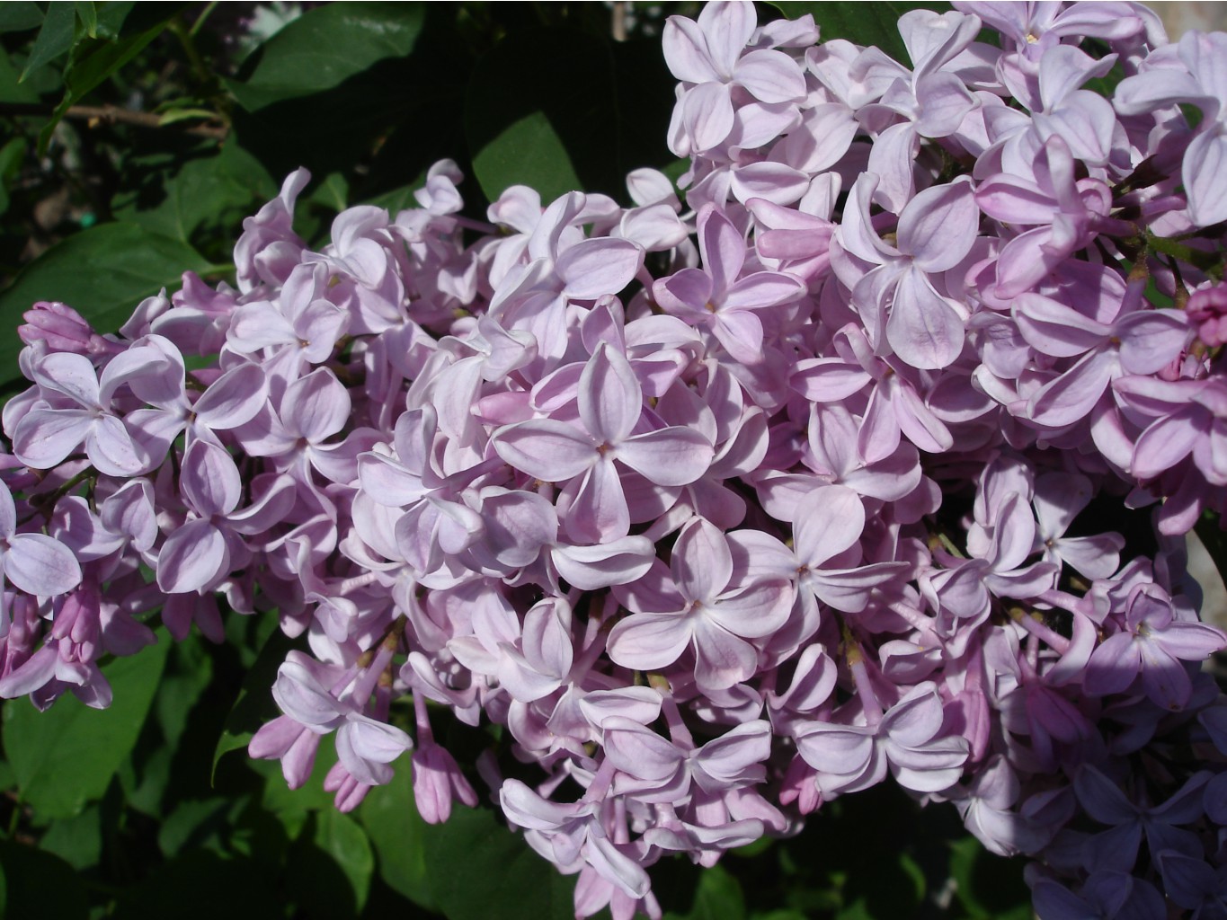 Syringa () hyacinthiflora Buffon - 7,8