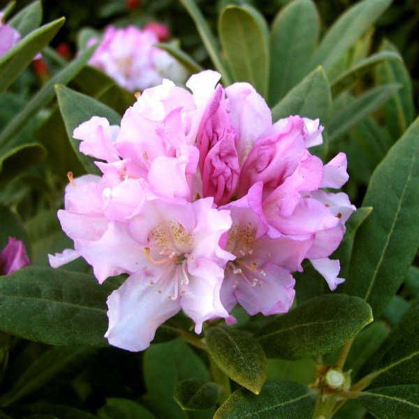 Rhododendron (-) hubr. Pohjolas Daughter - 10,96