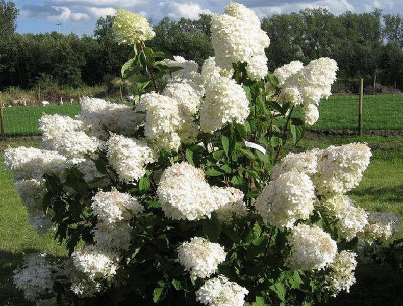 Hydrangea () pan. Silver Dollar C5 - 4,79