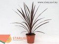 Кордилина Рэд Стар (60) 550.00
