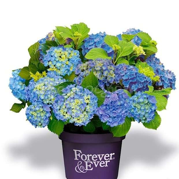 Hydrangea () m. Forever&Ever Blue P23/C5 30-40 CM - 19,1