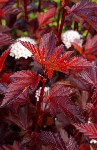 Physocarpus (.) opulifolius DIABLE DOR Mindia PBR - 5,88