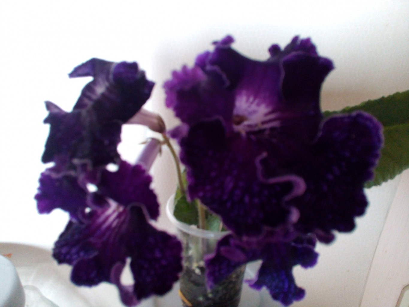 IMG 20160606 180705.jpg