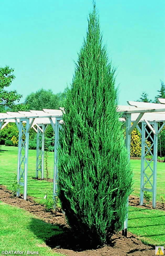 Juniperus (-) scopulorum Skyrocket - 2,52