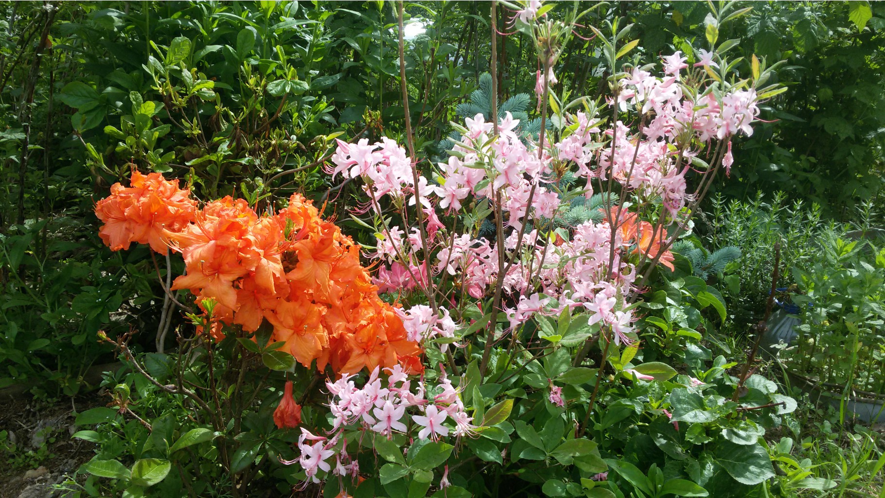 Rhododendron      2016.05.28  11:55:20.