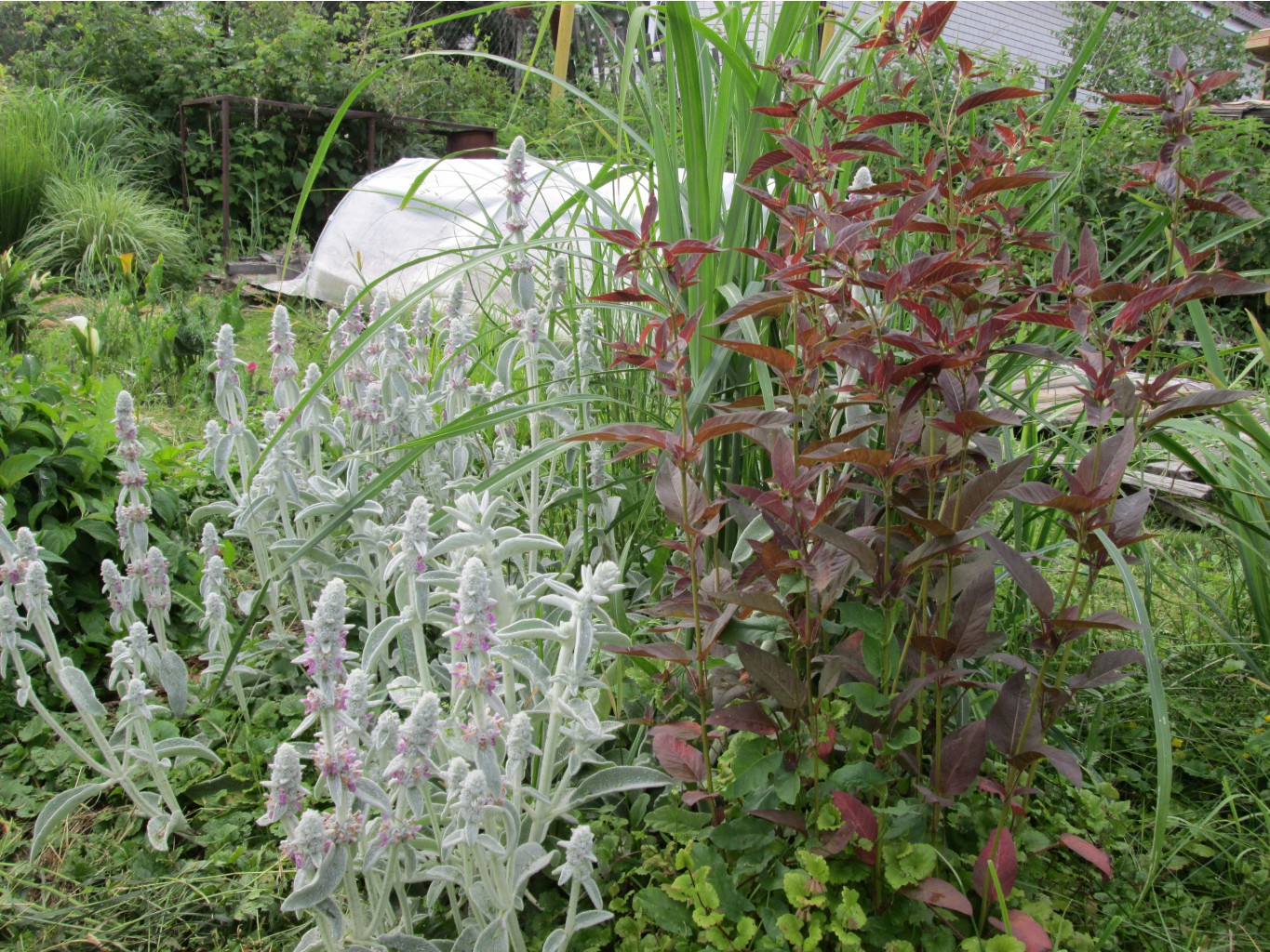 IMG 4441.JPG