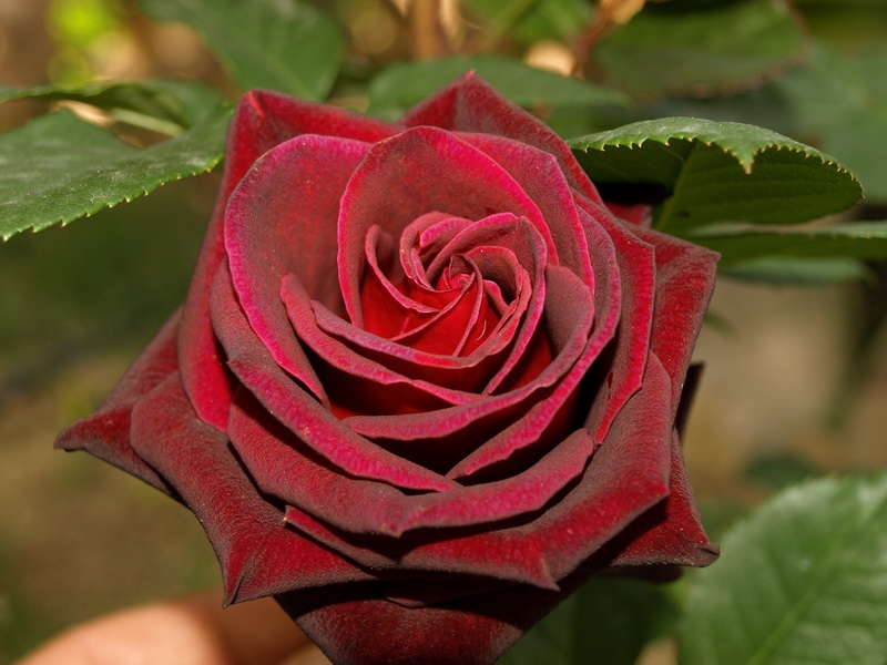 Rosa () Black Baccara C5 - 7,81