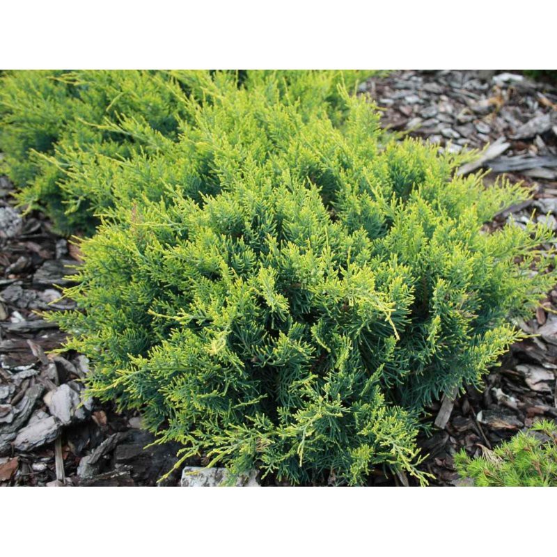 Juniperus (-) virginiana Golden Spring - 5,21