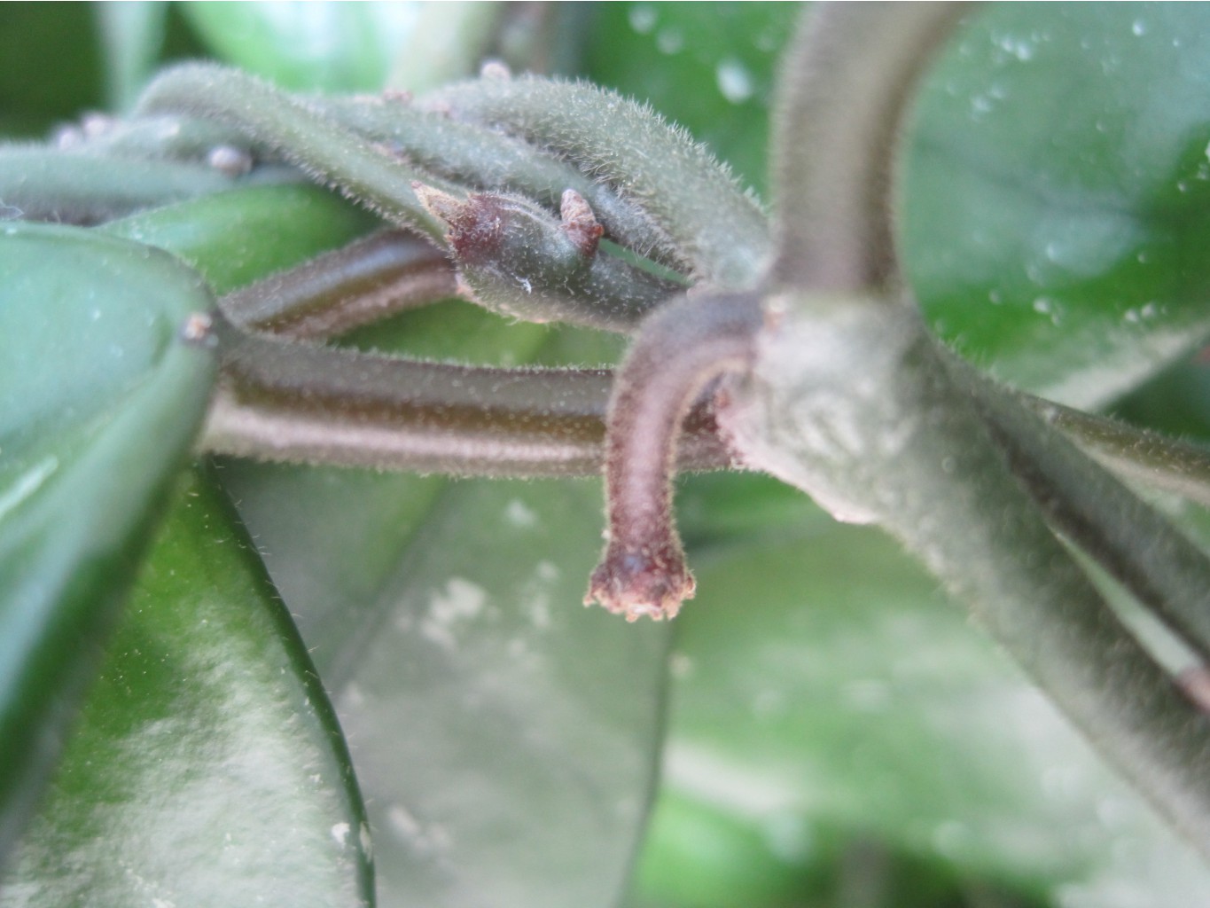 Hoya carnosa