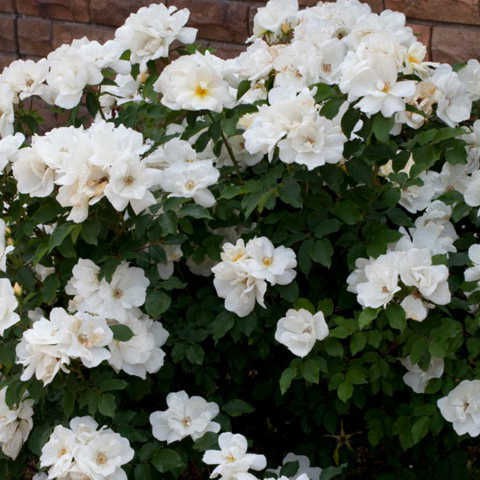 Rosa () White Knock Out C5 - 7,81