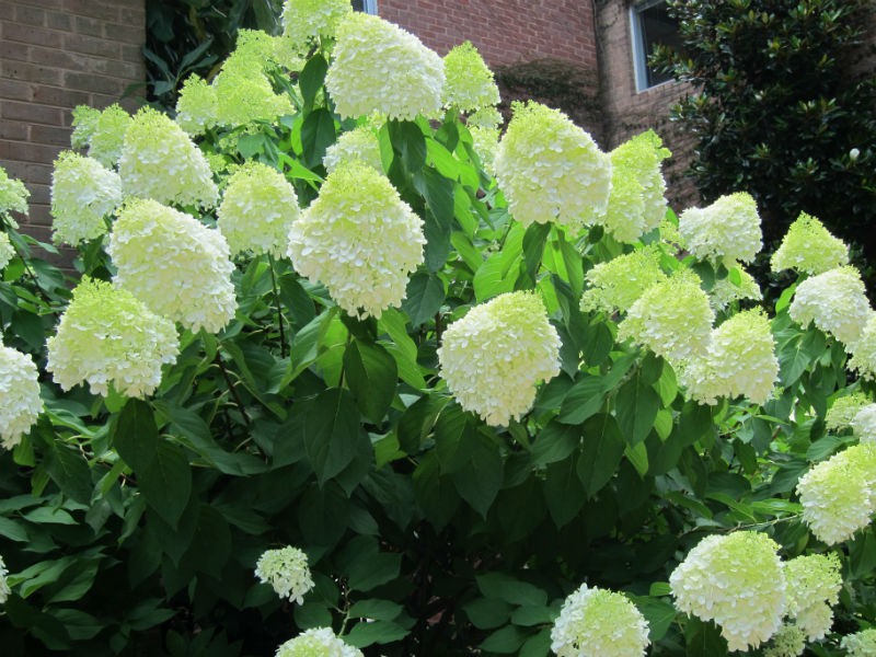 Hydrangea () pan. Limelight P17/C2 40-50 CM    - 6,4