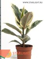 Фикус эластика Тинеке (40) 245.00